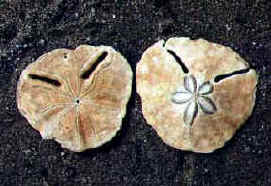 12_sanddollars